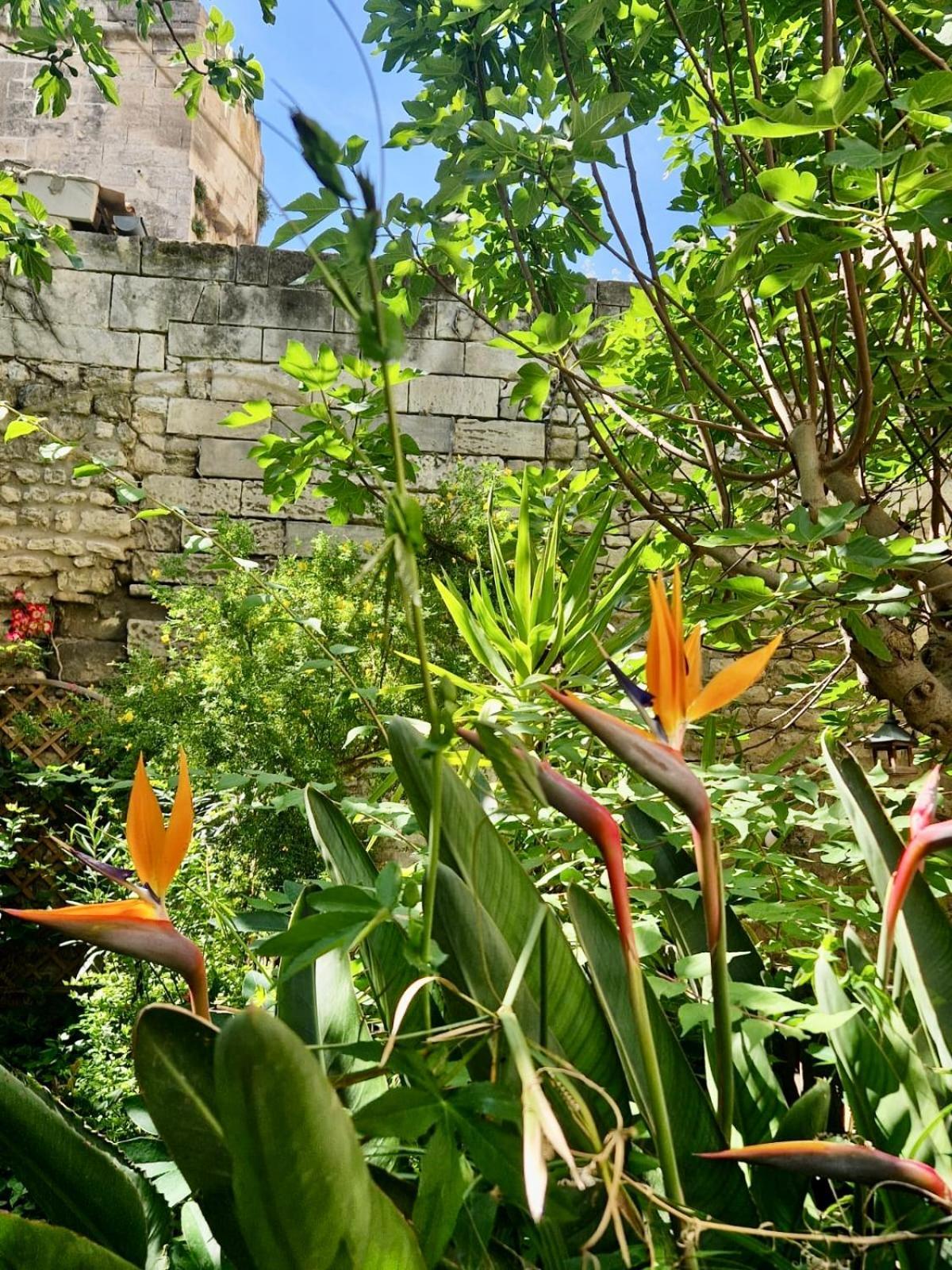 Апартаменты Capucines, Un Jardin Secret Dans Le Centre Historique Арль Экстерьер фото